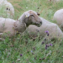 Extensive Beweidung mit Schafen fördert Artenvielfalt; Foto: Marion Ebert, LEL Schwäbisch Gmünd